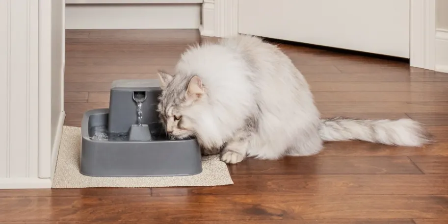 Drinkwell 2 Gallon Pet Fountain PWW00 Guide