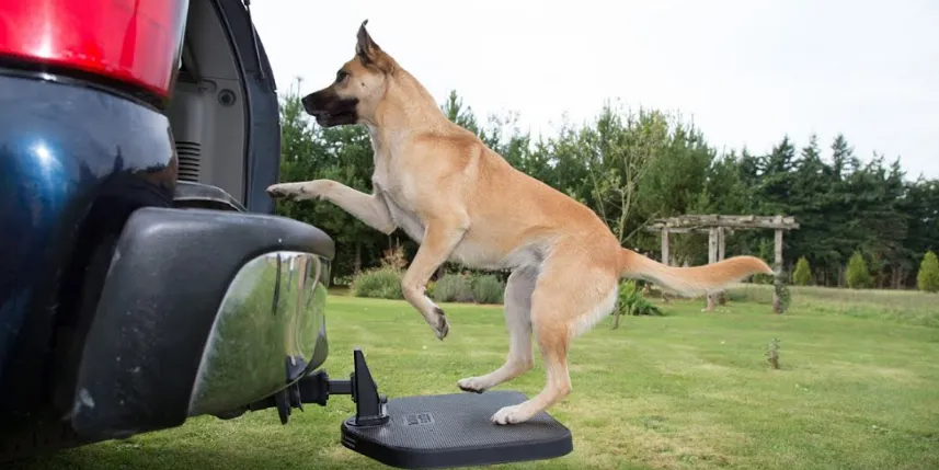 Portable Pet Hitch Lock 6033 