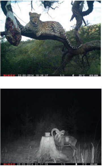 minox_wildlife_camera_dtc_series-photo_samples.png