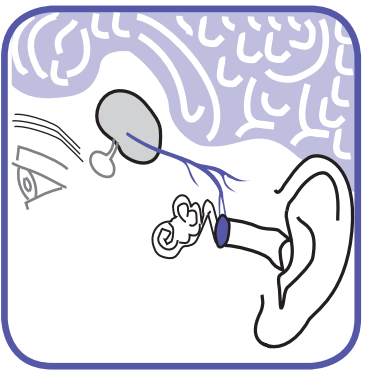 braun_thermoscan_ear_thermometer_irt_6520-why_measure_in_the_ear.png