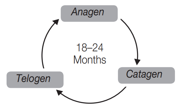 beurer_hair_removal_ipl_10000-duration_of_a_complete_hair_growth_cycle.png