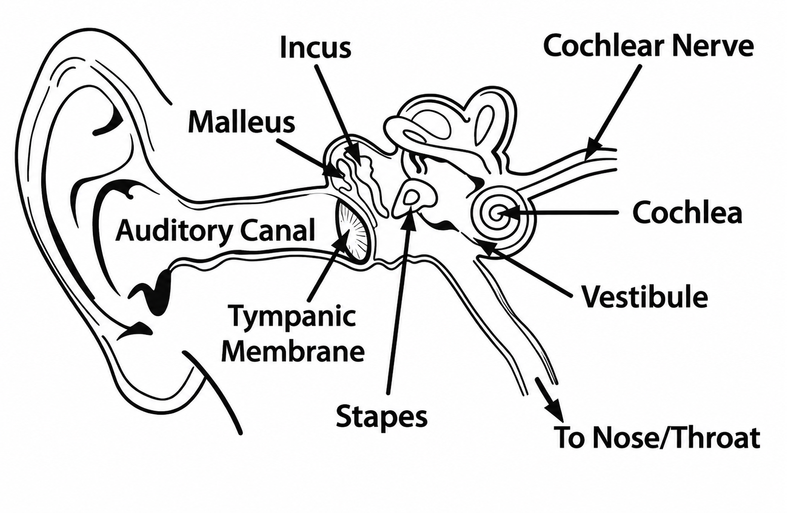 aiwa_estm-138_type-c_wired_earphones-image_3..png